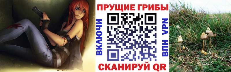 магазин  наркотиков  Суоярви  Псилоцибиновые грибы Cubensis 